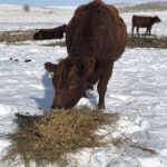 Red Angus Association of America promotes Oliver