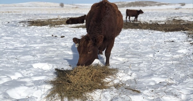 Feeding for the future: Maternal protein intake