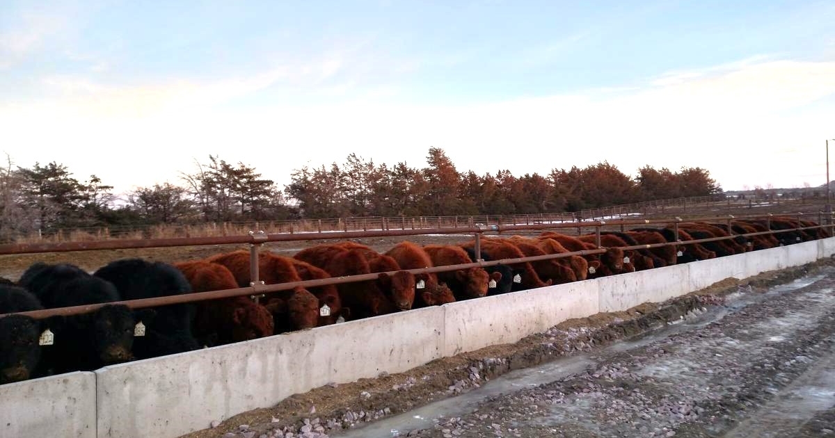 Roughage use in finishing cattle diets