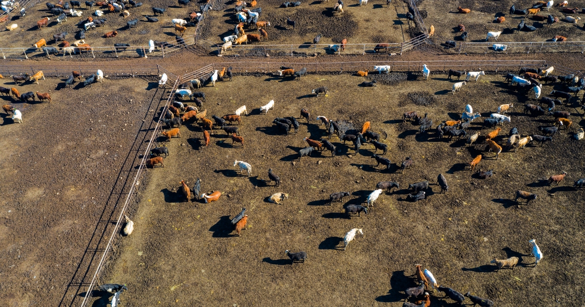 USDA reports slightly higher feedlot inventory