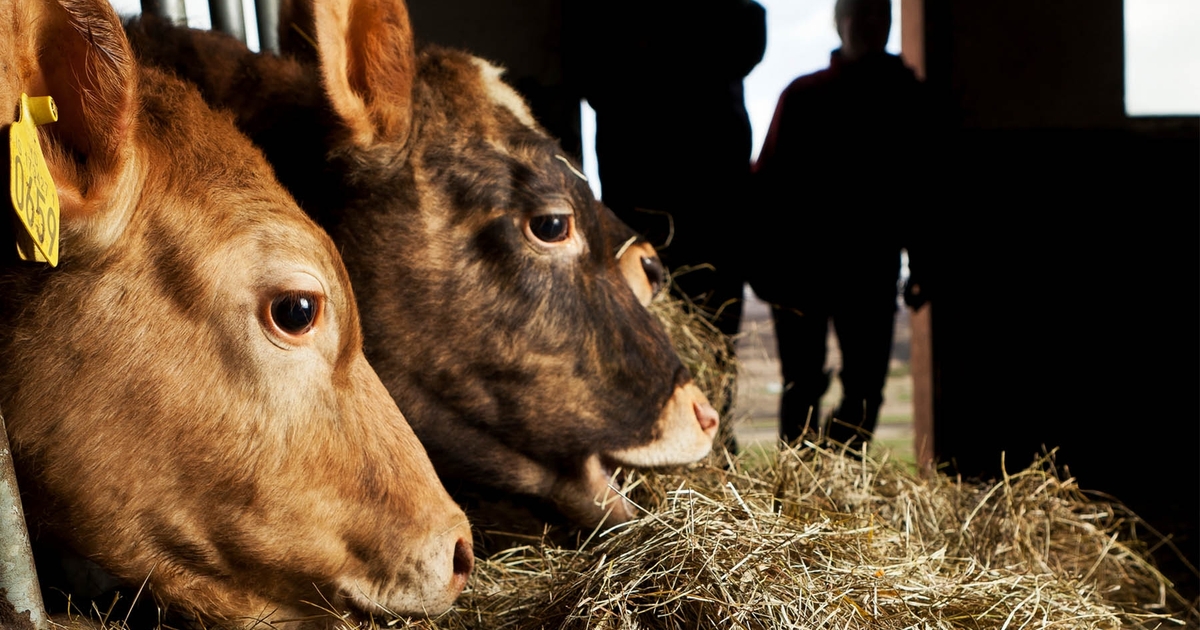 8 Tips to stretch short hay supplies