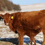 Helen Rebanks: Farming, food, the meaning of life… and dogs stealing birthday cakes