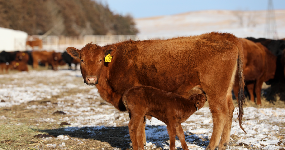 Managing calving in muddy conditions