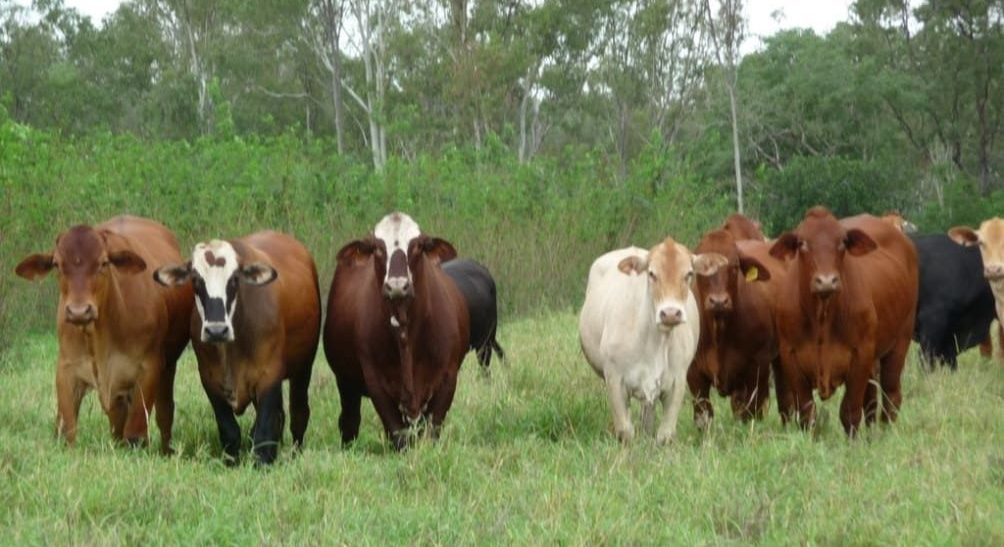 Webinar: Feeding leucaena for maximum beef profit