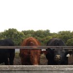 Cane drains set example for coastal floodplain management