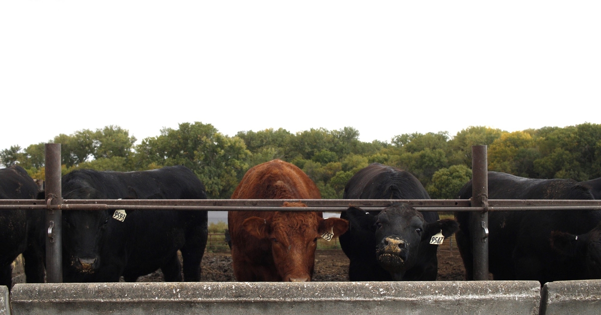 Dealing with wet, muddy winter conditions in feedyards