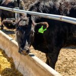 Effects of steam-flaked corn, WDGS on finishing beef steers