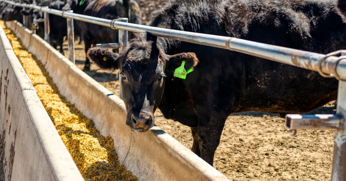 Cost pressures in the cattle sector