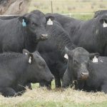 St Francis of Assisi primary school exhibit at a royal show for the first time. | The Land