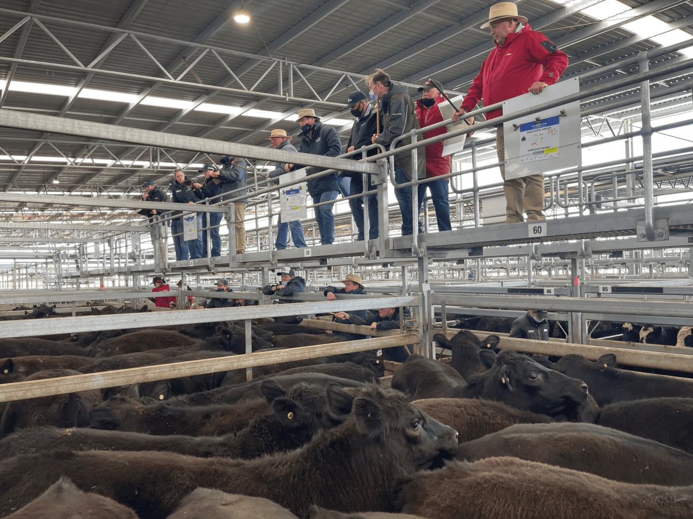 18,800 Victorian weaners will test young cattle market