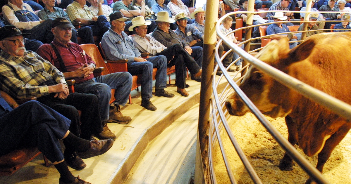 Cattle market transparency critical to industry longevity