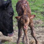 Canada approves Bovaer to reduce methane emissions from cattle