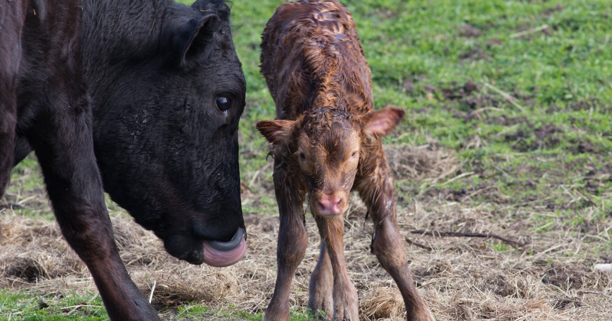 Colostrum puts the best hoof forward