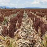 Anthrax detection on Victorian property near Shepparton