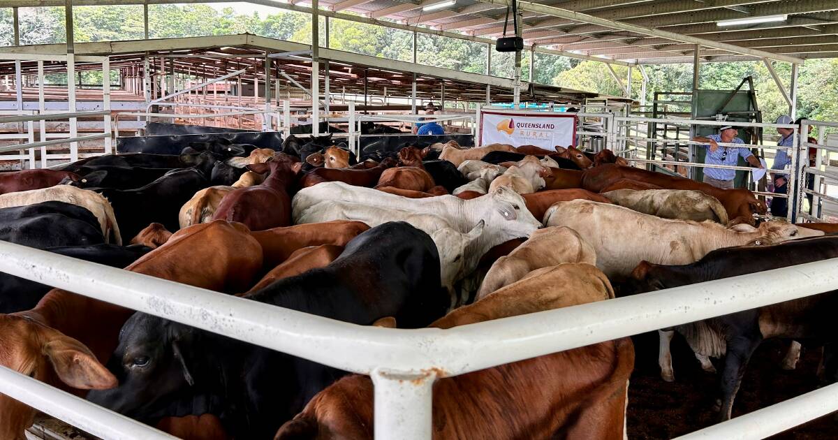 Quality steers and heifers on offer at Malanda