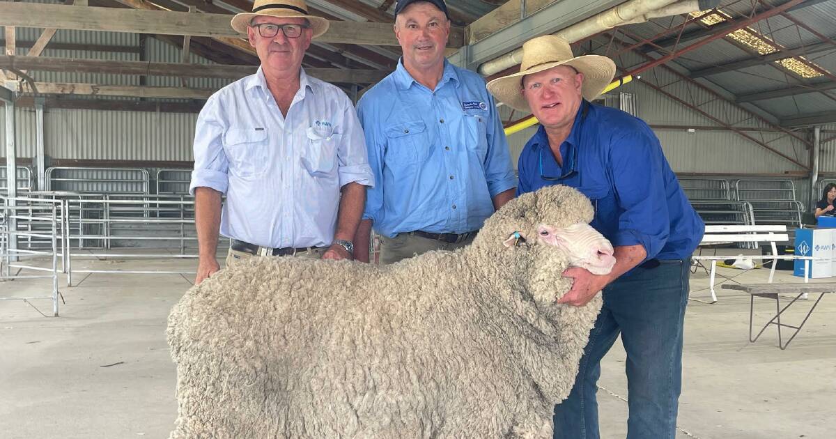 Airlie Merino ram sale's solid result with $6000 top price