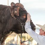 First-cross Charolais cross feeder steers sell to 432c at Biggenden