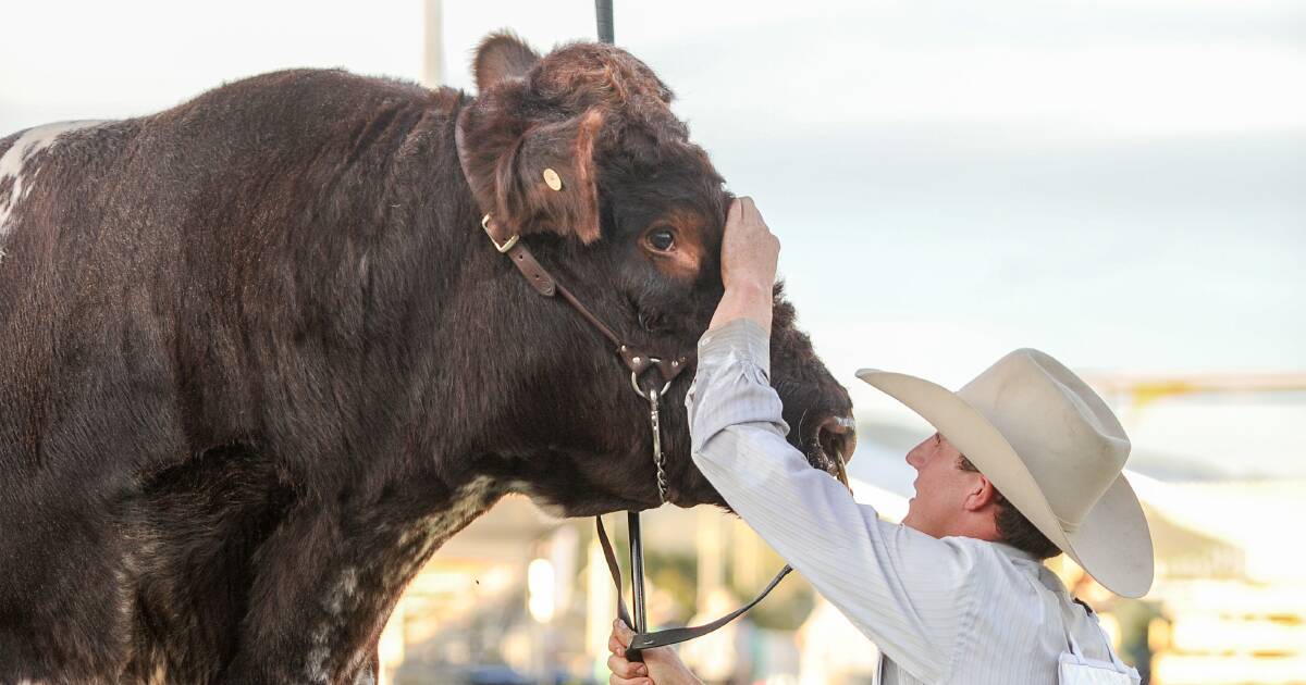 Beef's stud cattle nominations up 11 per cent