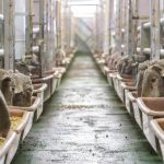 Fitzell family earn Crookwell Flock Ewe comp's top honour