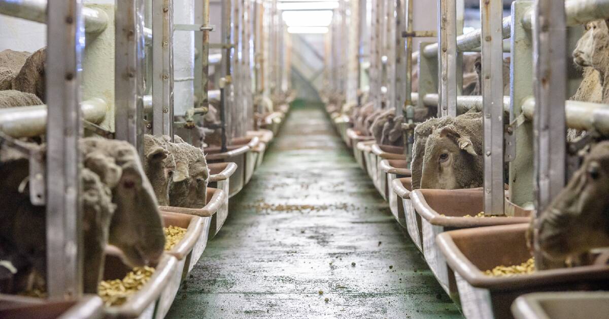 Greens bill to phase out live sheep exports sparks industry outrage | North Queensland Register