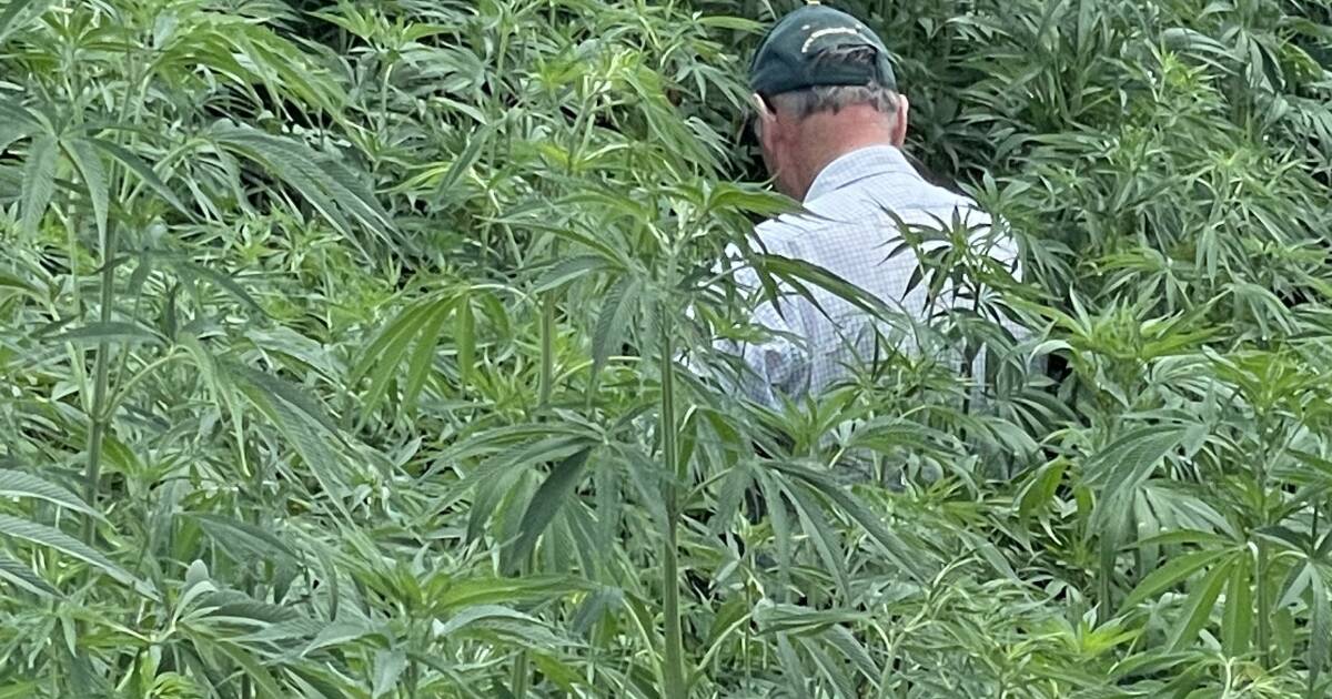 Driving growth: NSW Government explores industrial hemp potential | The Land