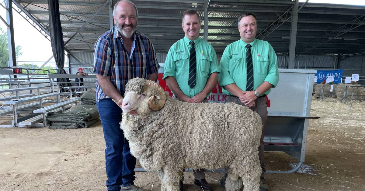 Conrayn Stud sells $16,000 top-price ram at Armidale sale | The Land