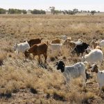 Horse sold earlier in the day claims classic campdraft final