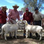 Fairlight Station offered with unknown number of cattle