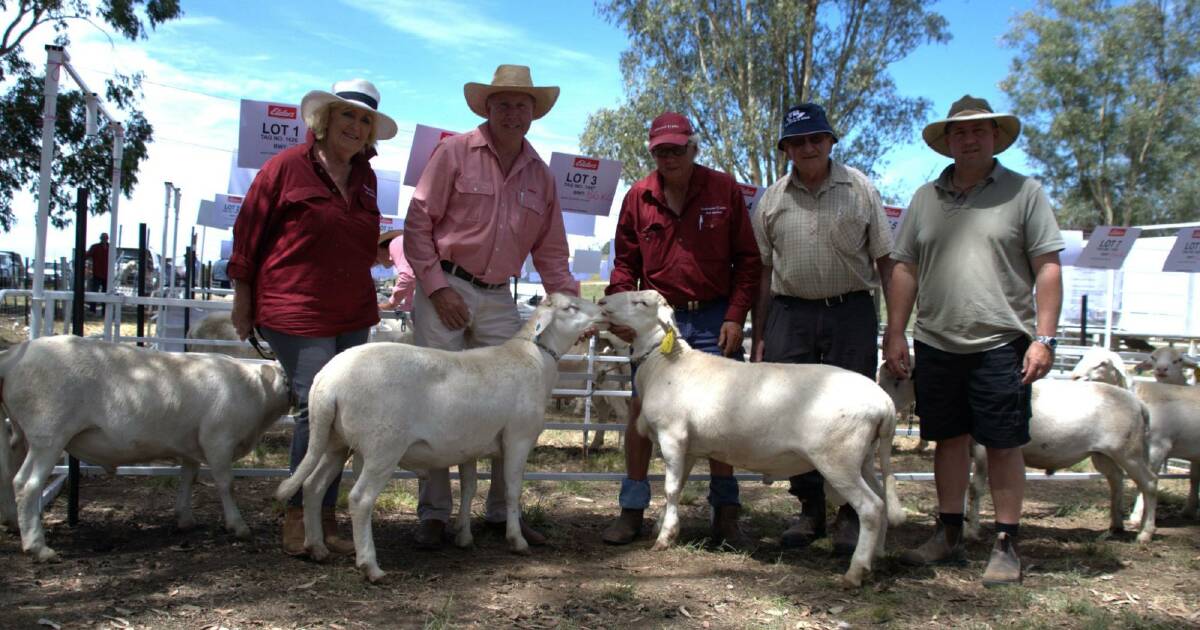 SheepMaster rams headed to Victoria after inaugural sale