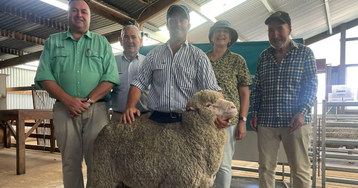 Karori Merinos sell to $3000 at Walcha on-property sale