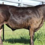 Fencing trial benefits drought impacted graziers