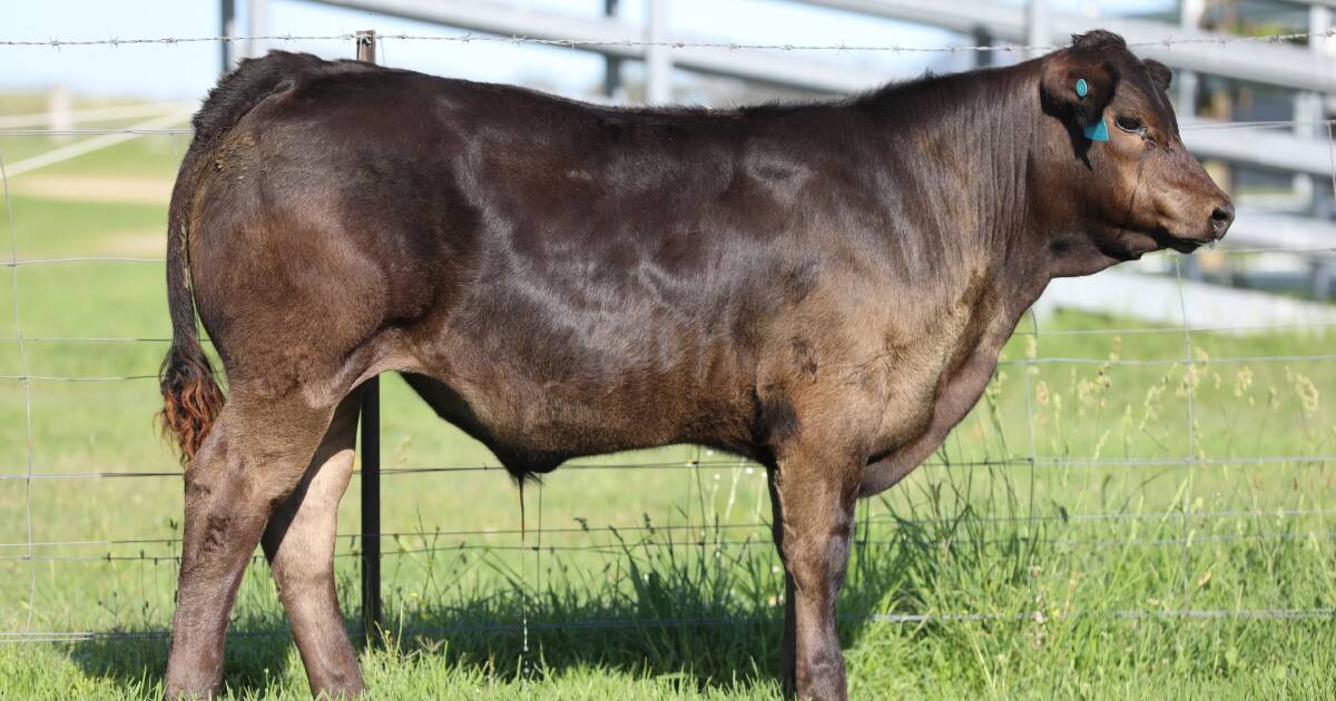 Limo cross show steer makes $4200 at Coolabunia sale