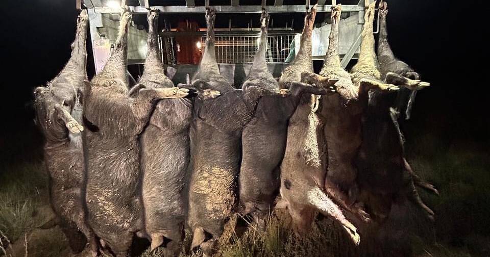 Are Australian pig hunters the nation's most effective environmentalists?