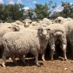 New grain biosecurity project at Grains Research Update in Perth. | Queensland Country Life