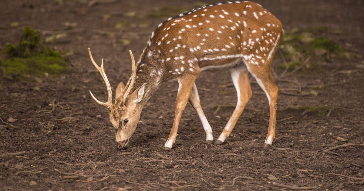 Burdekin Shire Council implements feral deer control program | North Queensland Register