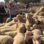 Feedlot feedback key to becoming a "preferred supplier"