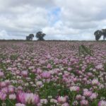 Binalong to host international sand green championships