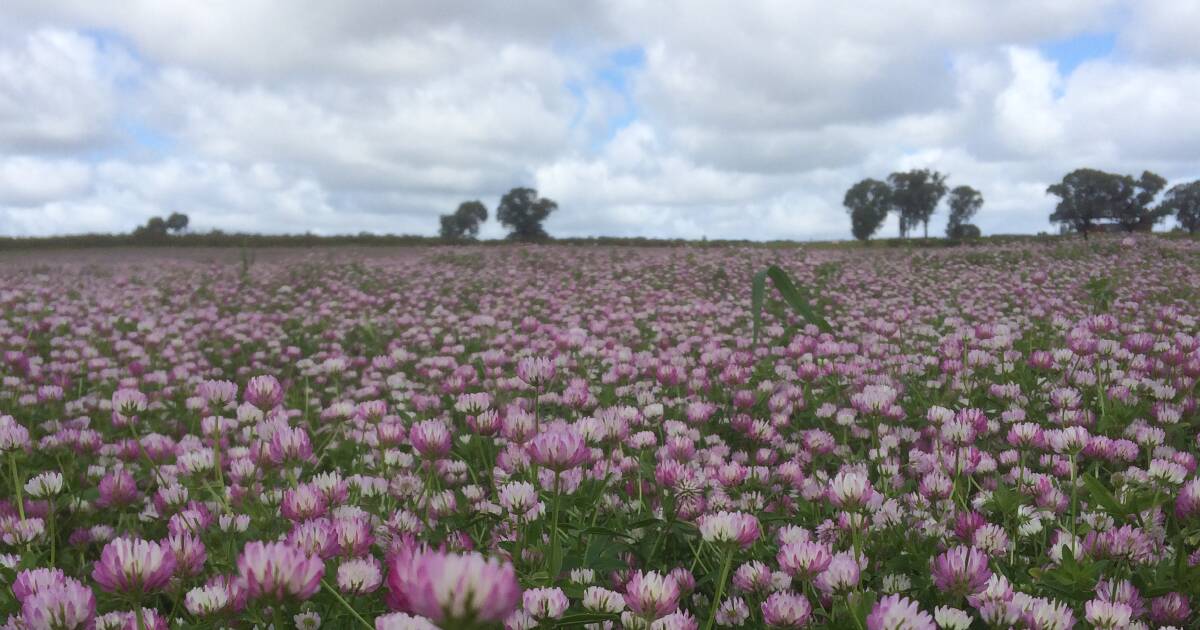 Down to Earth with Bob Freebairn: Research looks at ‘second generation hard seeded pasture legumes’ | The Land