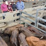 First Scone store sale for 2024 has cows and calves topping at $1925