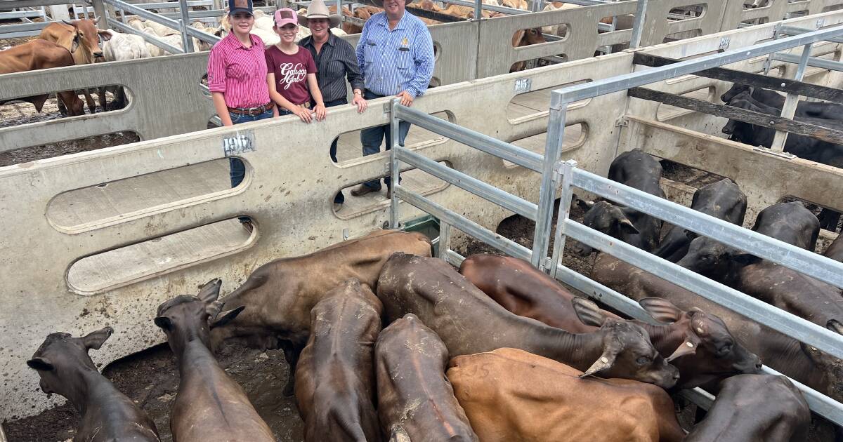 Long day at Gracemere ends with 20c/kg cheaper yarding