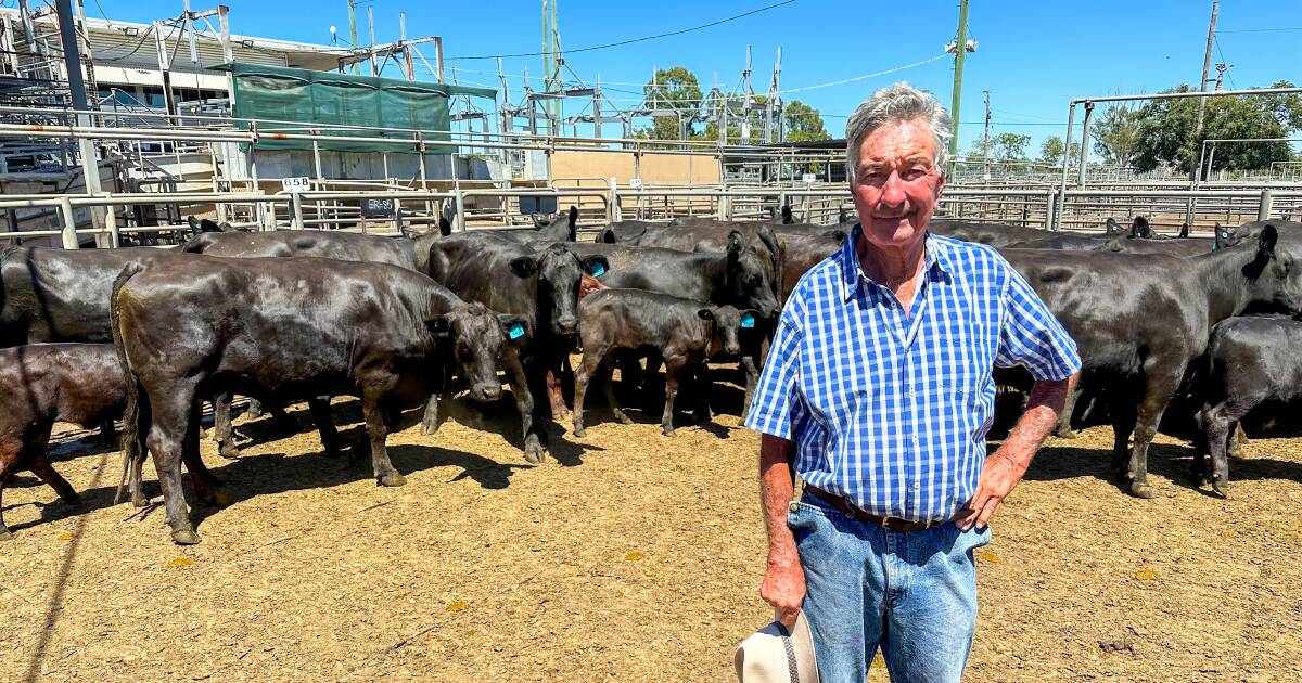 Hope of rain lifts confidence at Dubbo store cattle sale