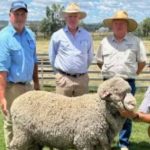 Sheep and cattle unloading underway