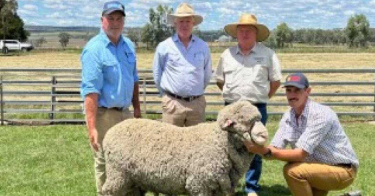 Waverley Downs 31st ram sale clears 73 pc with a $3200 sale top price