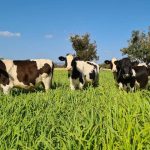 Light cattle soar past 550c/kg at Carcoar store sale