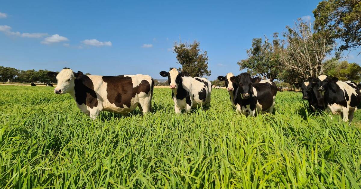 Strong Yarding at Elders Store Cattle Sale in Boyanup | Farm Weekly