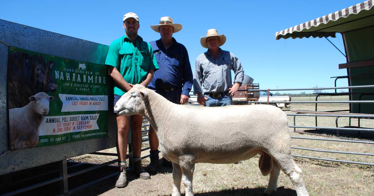 Return clients underpin Narranmore Poll Dorsets ram sale