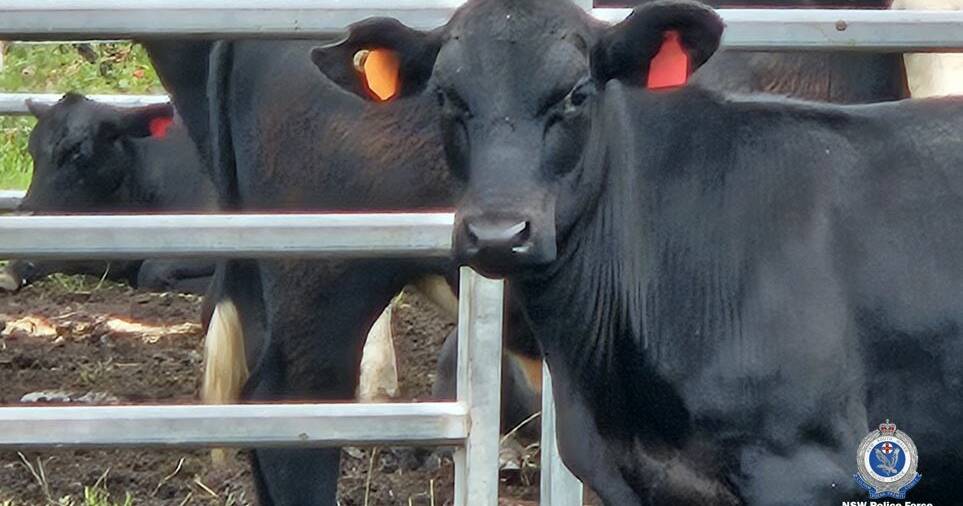 Police appeal for information after 100 cattle go missing from property