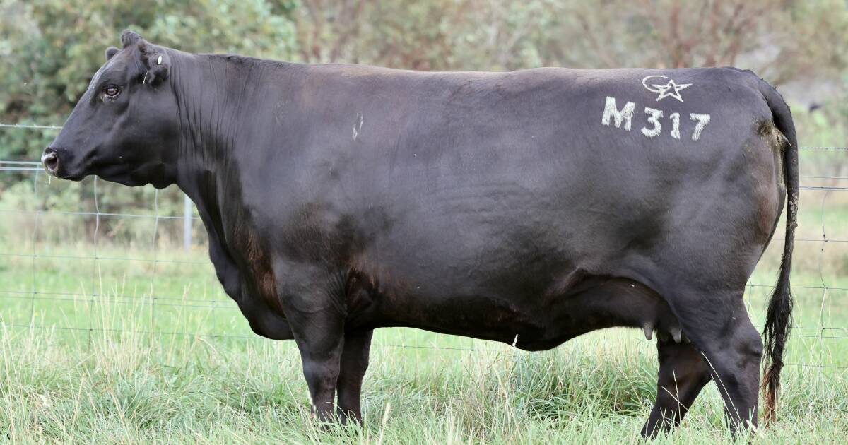 Glenmorgan Angus female sale: Well-proven Angus breeders attract keen following. | The Land