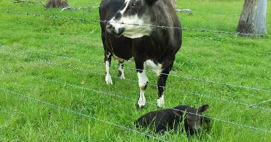 Lilly the 'Wonder-cow' gives birth to 20th calf