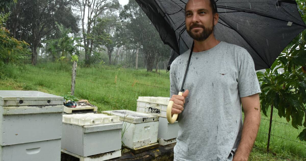 Eungella hydro dam puts varroa mite-resilient bees at risk